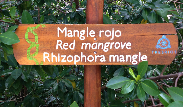 tres-rios-mangrove
