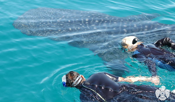 Isla Holbox Whale Sharks in Mexico