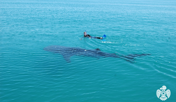 Swimming with whale sharks in Cancun