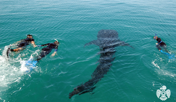 whale-sharks-4