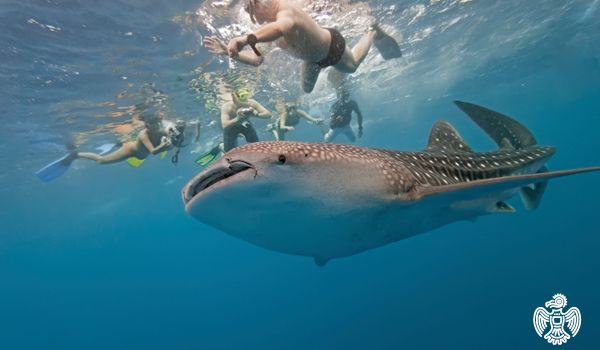 Swimming with Whale Sharks