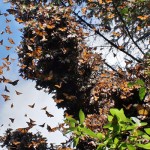 3 monarch butterflies