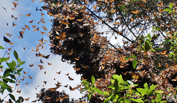 3 monarch butterflies