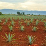 7 agave jalisco