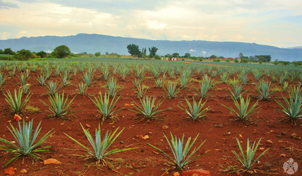 7 agave jalisco