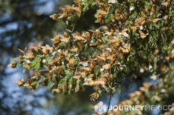 Monarch Butterflies