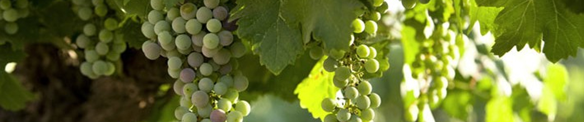 mexican wines 2