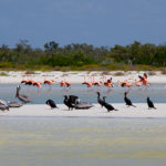 las nubes flamingos