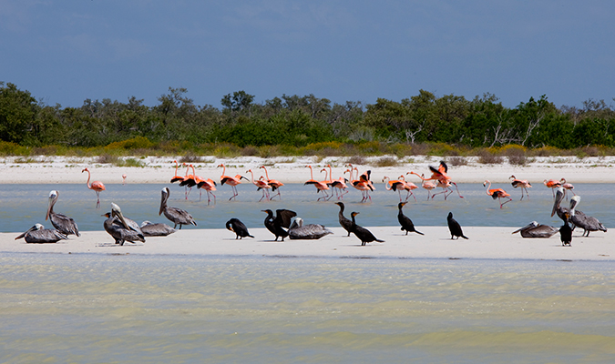 las nubes flamingos