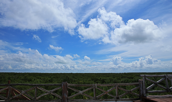 las nubes forest