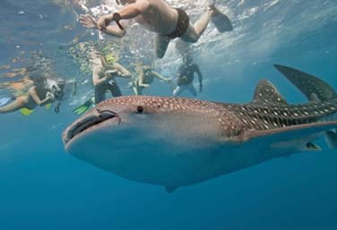 Private Whale Shark Tour