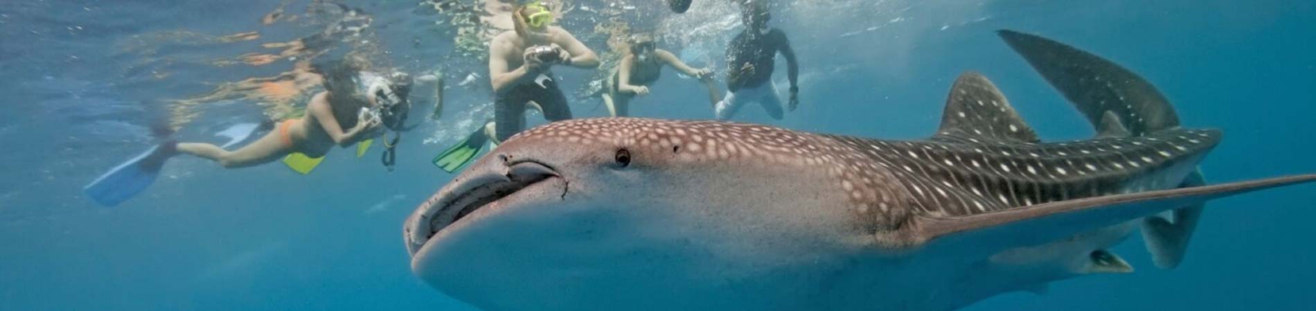 playa del carmen whale shark excursion