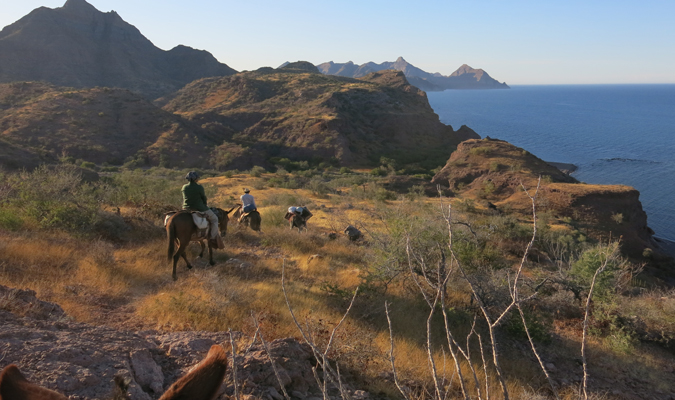 Wildlife Encounters in Baja California Sur   RED/Journey Mexico