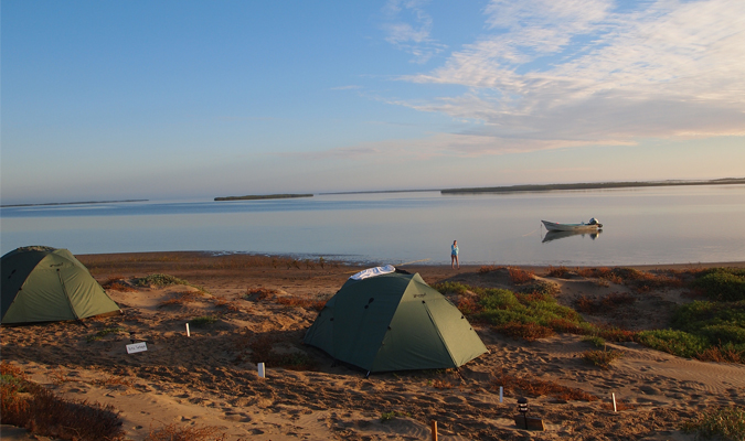 Wildlife Encounters in Baja California Sur   RED/Journey Mexico