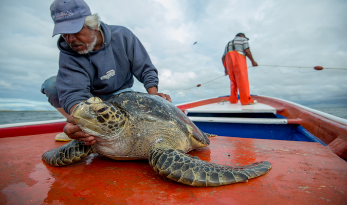 Wildlife Encounters in Baja California Sur   RED/Journey Mexico