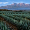 tequila