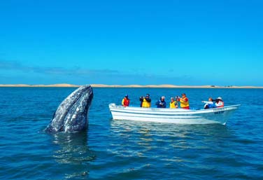 Wildlife encounters in baja