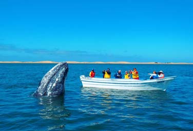 Wildlife encounters in baja