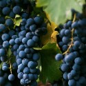 wine dos buhos