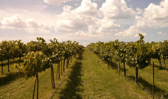 wine food colonial dos buhos v