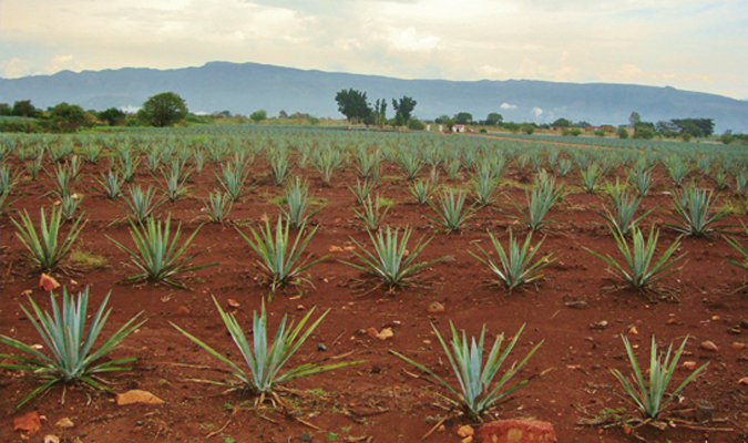 tequila jalisco