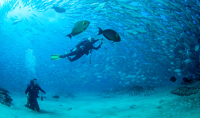 diving cabo pulmo