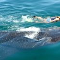 Swim with whale sharks this whale shark season