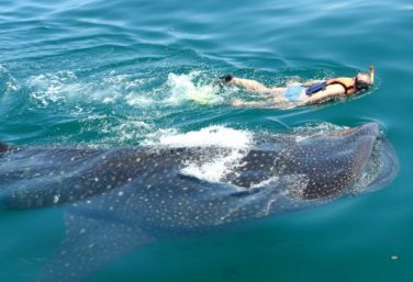 Swim with whale sharks this whale shark season