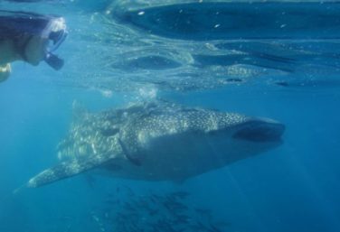 whale sharks