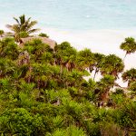 Papaya Playa Jungle View