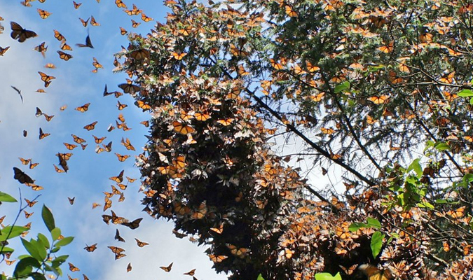 butterlies in Mexico