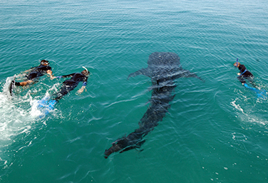 Swim with Whale Sharks and visit ancient ruins