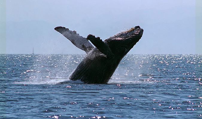 journey mexico whale watching baja