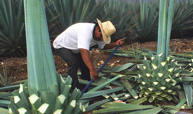 oaxaca boutique mezcal
