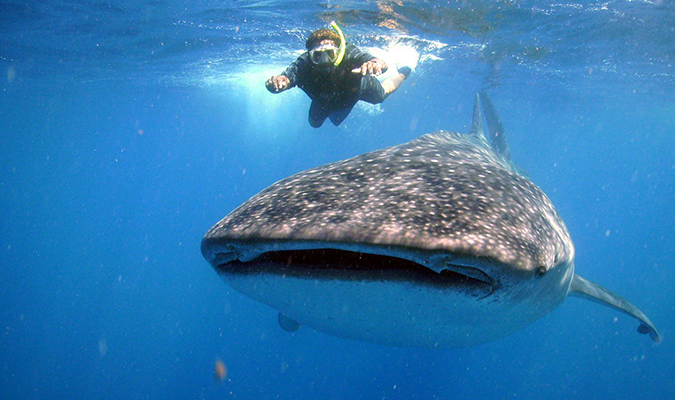 Animals in Mexico: the whale shark