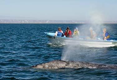 Sea Cortez Whale Sharks