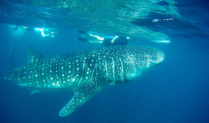 whale shark baja cfresno