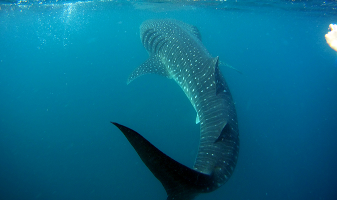 whale shark baja jm