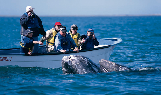 whale whale watching baja