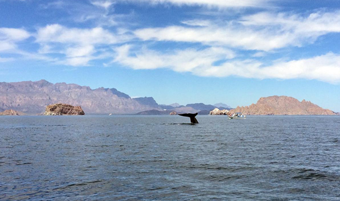 whale-watching-baja-kathi-koontz-1