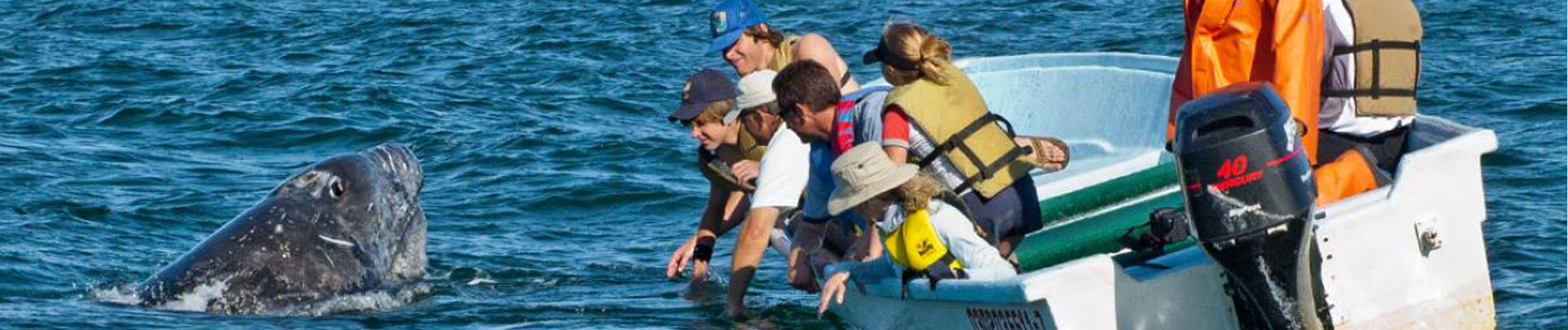 whale watching baja oceanic society header