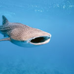 whale shark