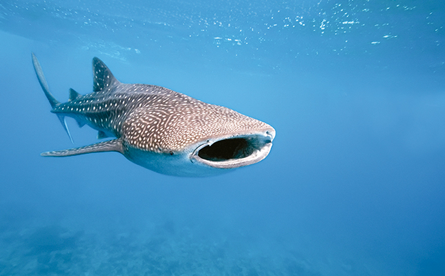 whale shark