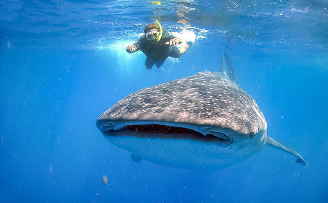 swimming with whale sharks