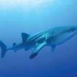 Whale Shark