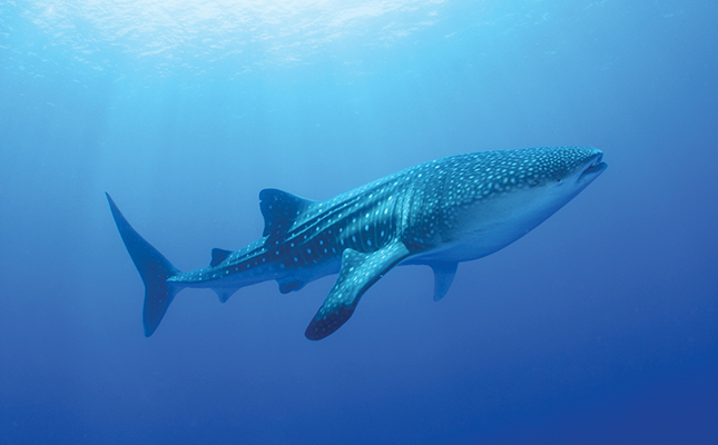 Whale Shark