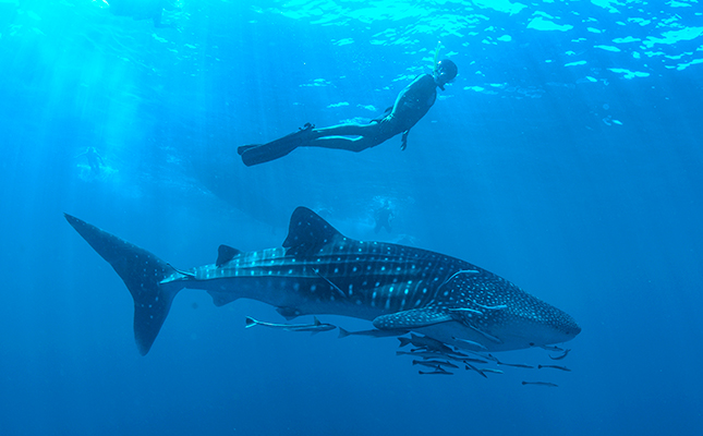 Whale Shark