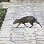 Chan Kah agouti