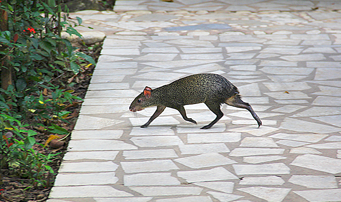 Chan Kah agouti