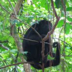 Chan Kah howler monkey